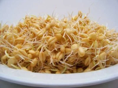 جوانه گندم با ماست برای چاقی صورت