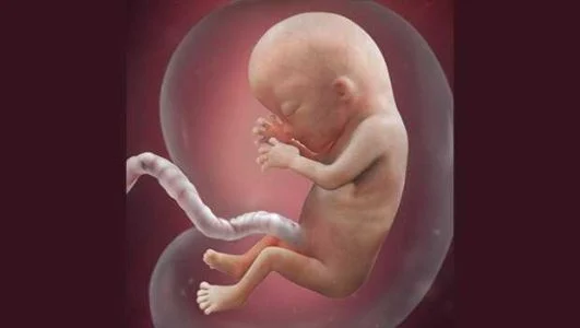 اندازه جنین سه ماهه چقدر است؟